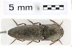 Foto (Dorsalansicht) von Melanoxus africanus (NHMW-ZOO-COL-0008142)